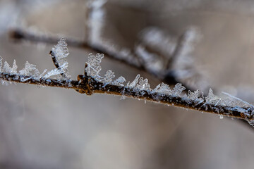 Hoar frost on Wisconsin branches in December