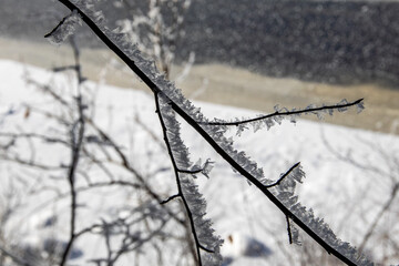 Hoar frost on Wisconsin branches in December