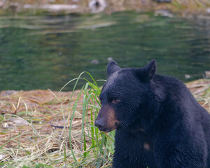 Portrait of a Black Bear lying in the the grass by the river shore at the Solomon Gulch Hatchery,...