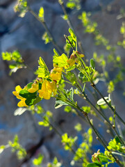 Vibrant yellow wildflowers of shrubby scorpion vetch Coronilla emerus blooming in spring sunlight against rocky backdrop