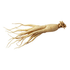 Ginseng root with long, branching roots, showcasing its unique shape and texture.