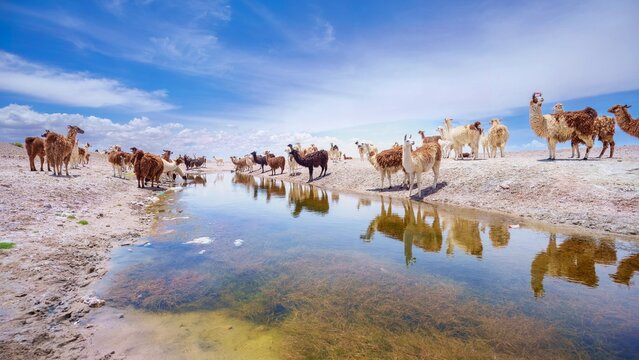 Wallpaper 16:9, Desktop background, Group of beautiful decorated Llamas in the highlands of Bolivia staring into the camera.