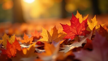 Fototapeta premium Close-up shot, pile of maple leaves, warm sunlight , texture, leaves, fall background