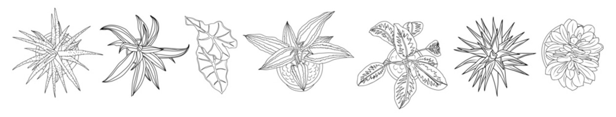 Set of different house plants top view line drawing for landscape, architectural, interior design. Landscaping constructor. Vector outline illustrations isolated © Creative_Juice_Art