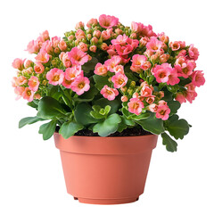 Vibrant Pink Kalanchoe Plant with Green Leaves Isolated on Transparent Background