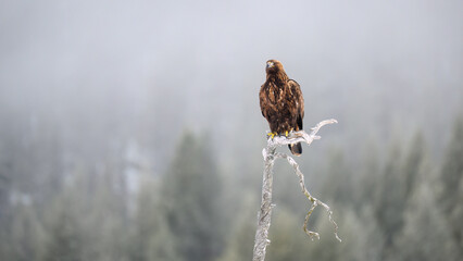 Golden eagle  (Aquila chrysaetos) in tree