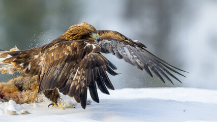 Golden eagle  (Aquila chrysaetos) feeding on dead fox