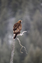 Golden eagle  (Aquila chrysaetos) in tree