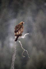 Golden eagle  (Aquila chrysaetos) in tree