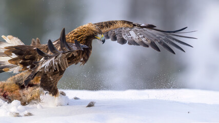 Golden eagle  (Aquila chrysaetos) feeding on dead fox