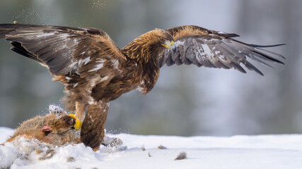 Golden eagle  (Aquila chrysaetos) feeding on dead fox