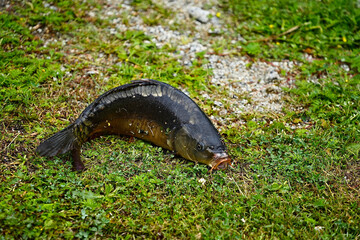 Freshly caught carp with open mouth on the beach in close-up.
