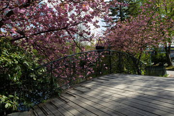 Cherry Blossom in Bergen Norway