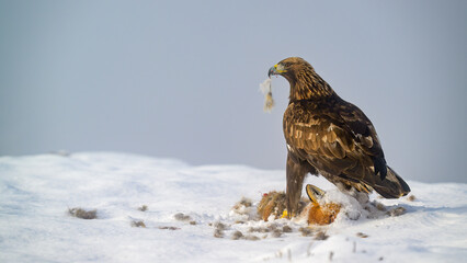Golden eagle  (Aquila chrysaetos) feeding on dead fox