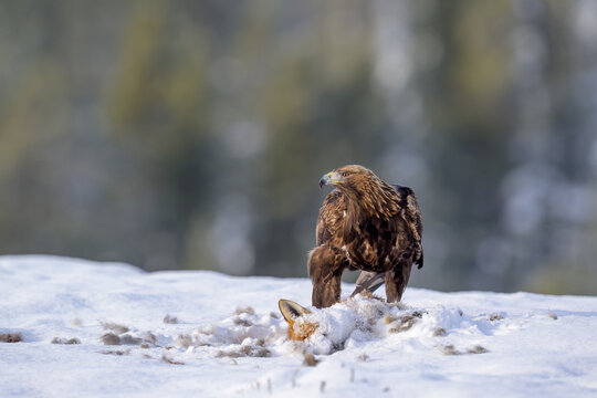 Golden eagle  (Aquila chrysaetos) feeding on dead fox