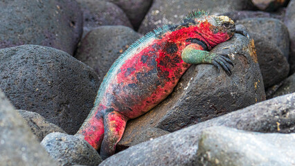 Tier- und Vogelwelten der Galapagos Inseln 