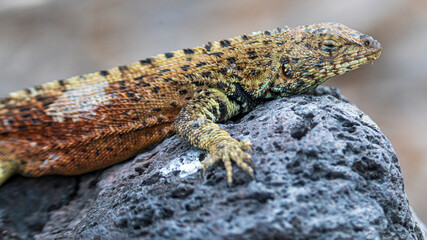 Tier- und Vogelwelten der Galapagos Inseln 