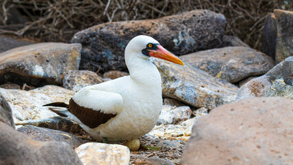Tier- und Vogelwelten der Galapagos Inseln 