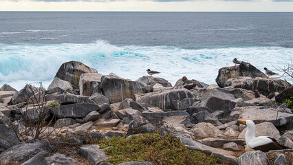 Tier- und Vogelwelten der Galapagos Inseln 