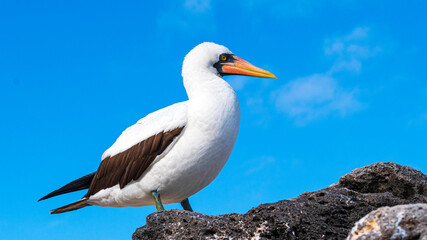 Fototapeta premium Tier- und Vogelwelten der Galapagos Inseln 