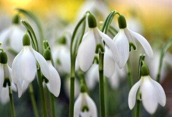 Schneeglöckchen auf einer Wiese im Frühling