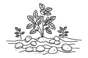 Continuous one line drawing of potato plant in soil. Potato plant single line art vector illustration
