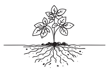Continuous one line drawing of potato plant in soil. Potato plant single line art vector illustration