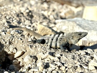 Black Spiny Tailed Iguana basking in the ocean front sun in the Riviera Maya at Xcaret Park in Playa del Carmen. Native to Mexico and Central America. Found in beach and jungle terrain.  