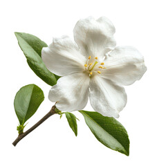 Obraz premium Jasmine isolated on transparent background, PNG