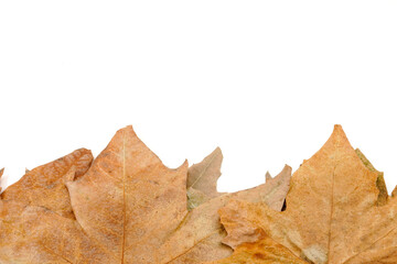 set of dried leaves on a white background
