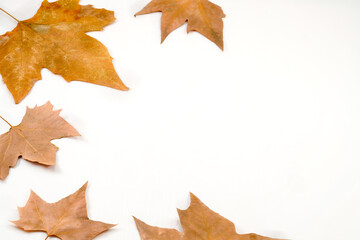 set of dried leaves on a white background