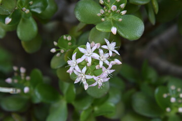 Closeup photo of white flowers of Crassula ovata succulent plant. Jade Plant in bloom in the Greek garden.Jade plant,Friendship tree, Lucky plant,Crassula ovata,succulent plant with thick ovate leaves