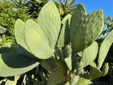 Сactus opuntia leucotricha in sunny day outdoor. Cactus Opuntia leucotricha Plant with Spines Close Up. Indian fig opuntia, barbary fig, cactus pear, spineless cactus, prickly pear.
