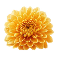 Chrysanthemum isolated on transparent background, PNG