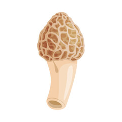 Morel mushroom. Edible forest mushroom icon. Hand drawn trendy flat style isolated icon on a transparent background Morchella dunensis fungus group engraved. Vector illustration