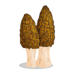 Morel mushrooms set. Edible forest mushroom icon. Hand drawn trendy flat style isolated icon on a transparent background Morchella australiana fungus group engraved. Vector illustration