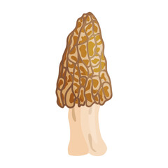 Morel mushroom. Edible forest mushroom icon. Hand drawn trendy flat style isolated icon on a transparent background Morchella fluvialis fungus group engraved. Vector illustration