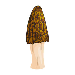 Morel mushroom. Edible forest mushroom icon. Hand drawn trendy flat style isolated icon on a transparent background Morchella australiana fungus group engraved. Vector illustration