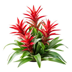 A Tropical Bromeliad Plant with Bright Red Flowers Isolated on Transparent Background
