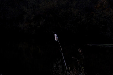 Typha angustifolia bulrush Juncus white isolated plucking fluff in winter with dark background horizontal