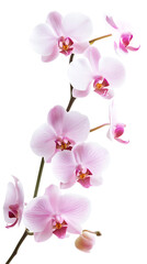 Obraz premium Pink orchid on white background