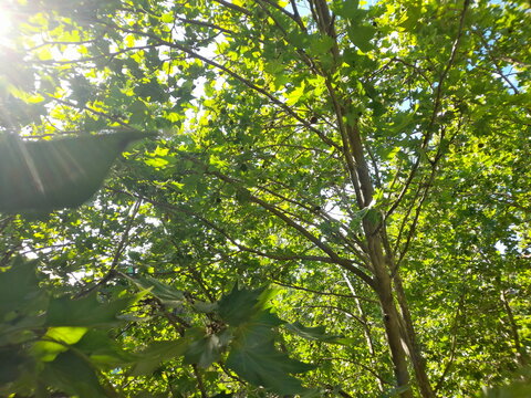 green leaves in a summer's sunlight