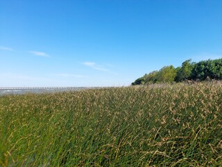 green field and blue sky