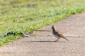 A skylark (Alauda arvensis) walking along a sunlit path, surrounded by fresh grass, captured in sharp detail with a soft bokeh background, conveying a peaceful moment in nature