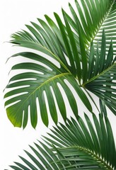 Borde con hojas de palma tropical sobre fondo blanco
