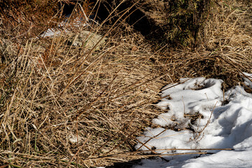 Dry grass and islands of white snow