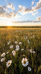 Sunset over prairie; daisies in foreground