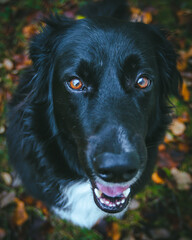 A large black dog stands proudly in front of a breathtaking natural backdrop, its sleek coat contrasting against the vibrant greenery. The expansive landscape of trees and open skies
