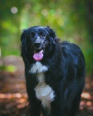 A large black dog stands proudly in front of a breathtaking natural backdrop, its sleek coat contrasting against the vibrant greenery. The expansive landscape of trees and open skies