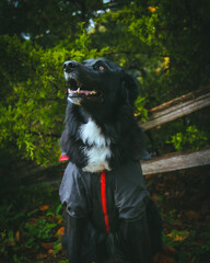 A large black dog stands proudly in front of a breathtaking natural backdrop, its sleek coat contrasting against the vibrant greenery. The expansive landscape of trees and open skies